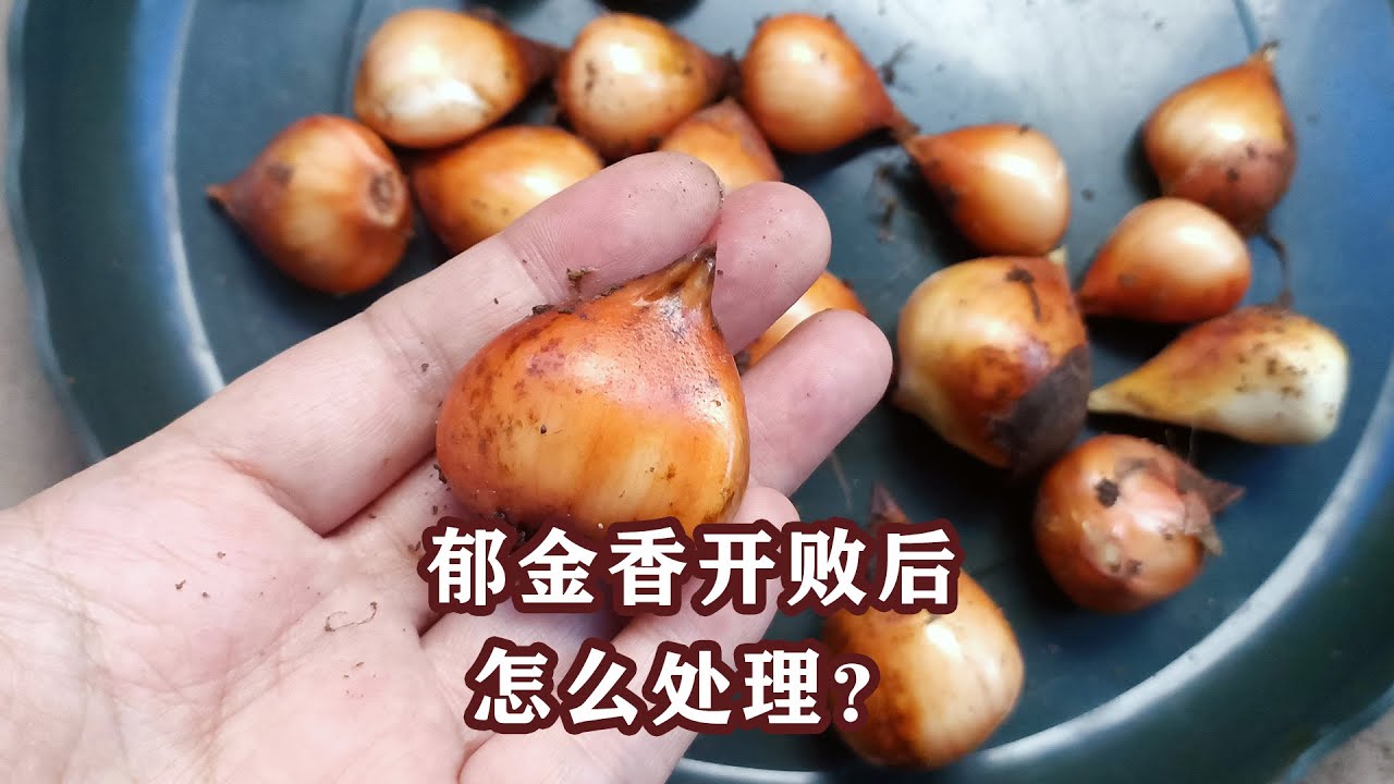 郁金香花后5步骤：掐残花、等黄叶、收球、晾晒、保存 5 steps for tulip care after flowering