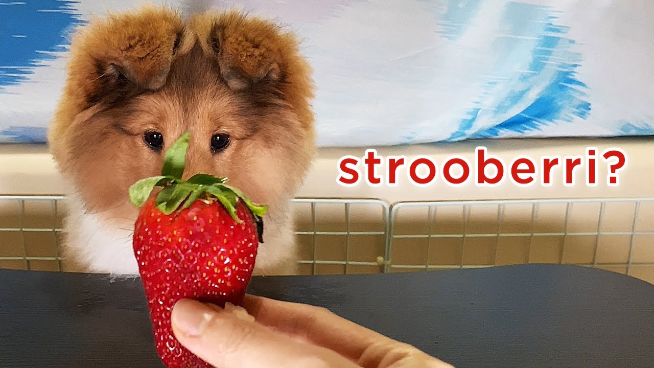 Sheltie puppy tries fruits for the first time