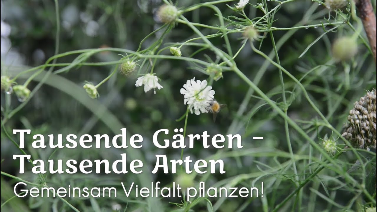 Wildpflanzen auf dem Vormarsch