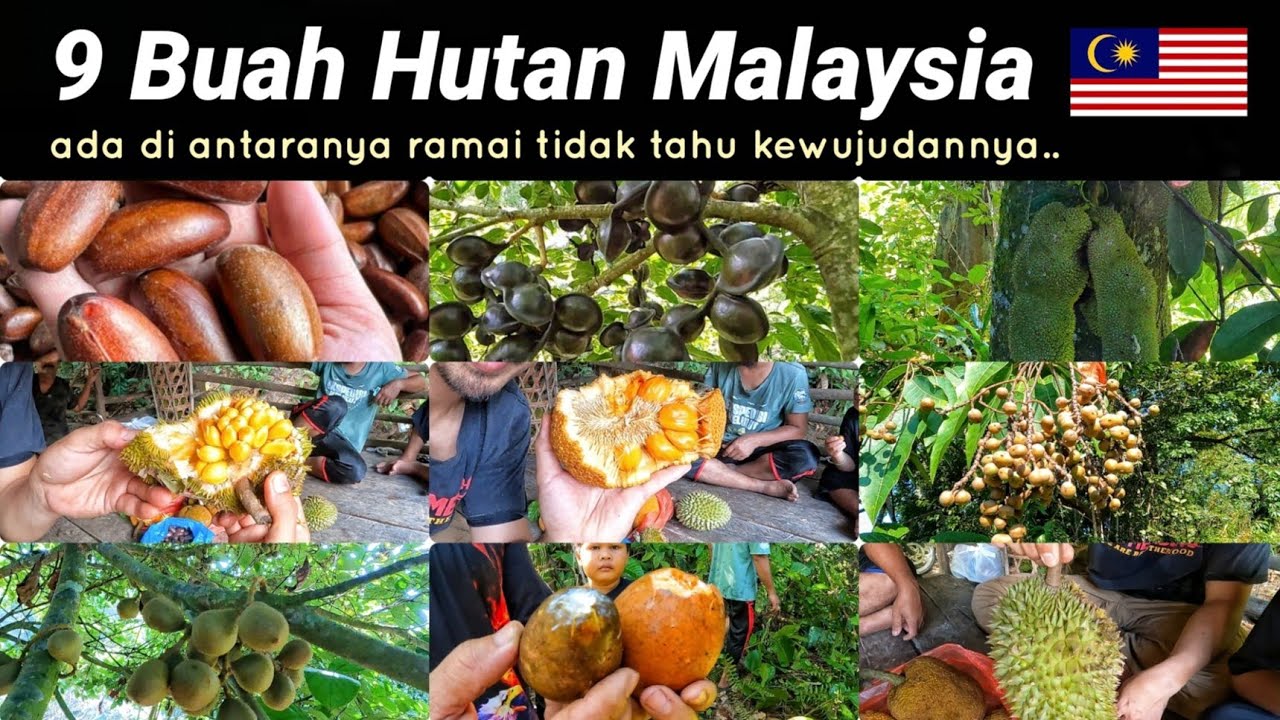 Buah Hutan Malaysia yang mungkin ramai tidak tahu akan kewujudannya.