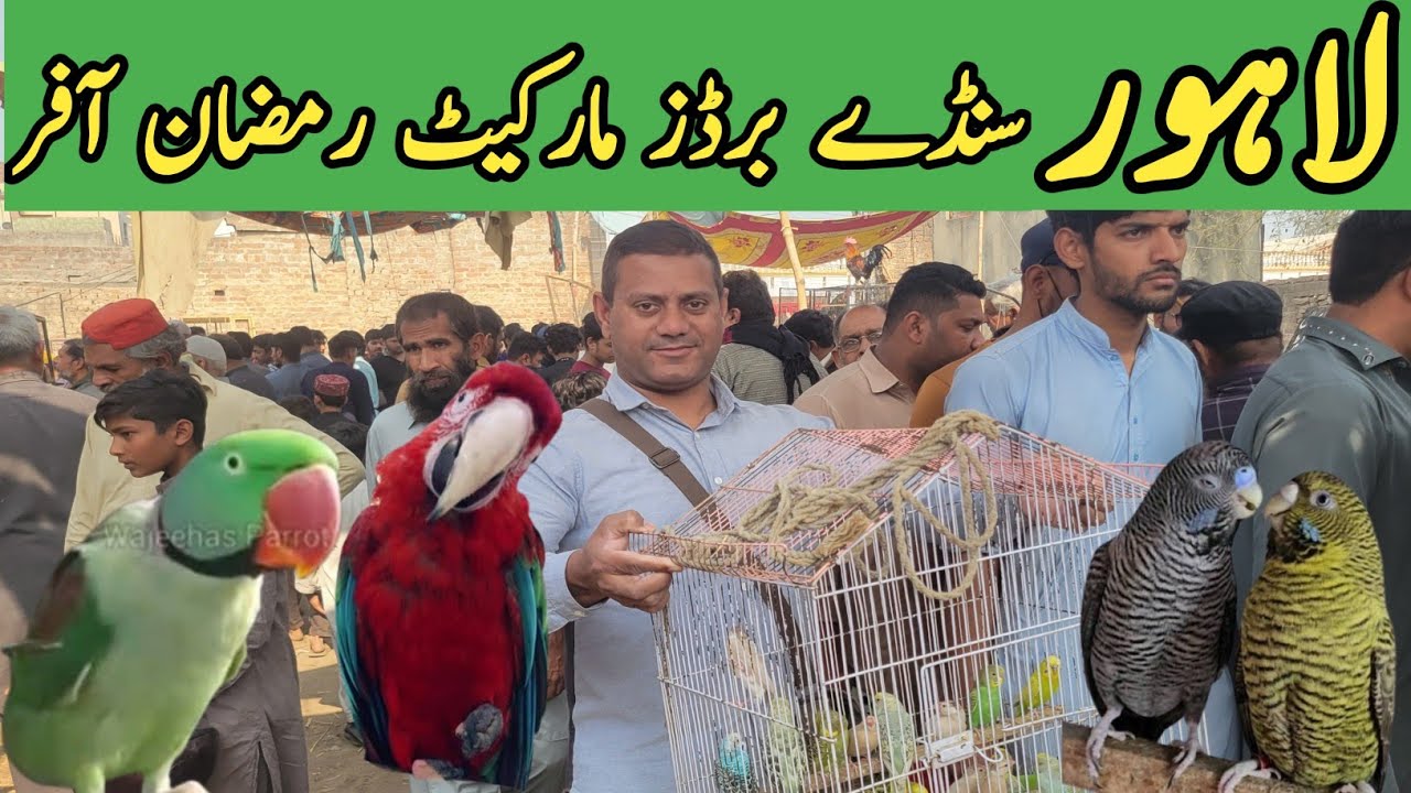 Ramzan Offers, Lahore Sunday Birds Market #parrot