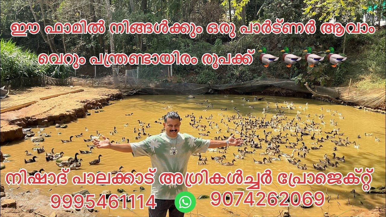 #NP1187#വെറും പന്ത്രണ്ടായിരം രൂപക്ക് #ഈ ഫാമിൽ നിങ്ങൾക്കും കൂടാം ഒരു പാർട്ണർഷിപ്പ് #nishadpalakkad#
