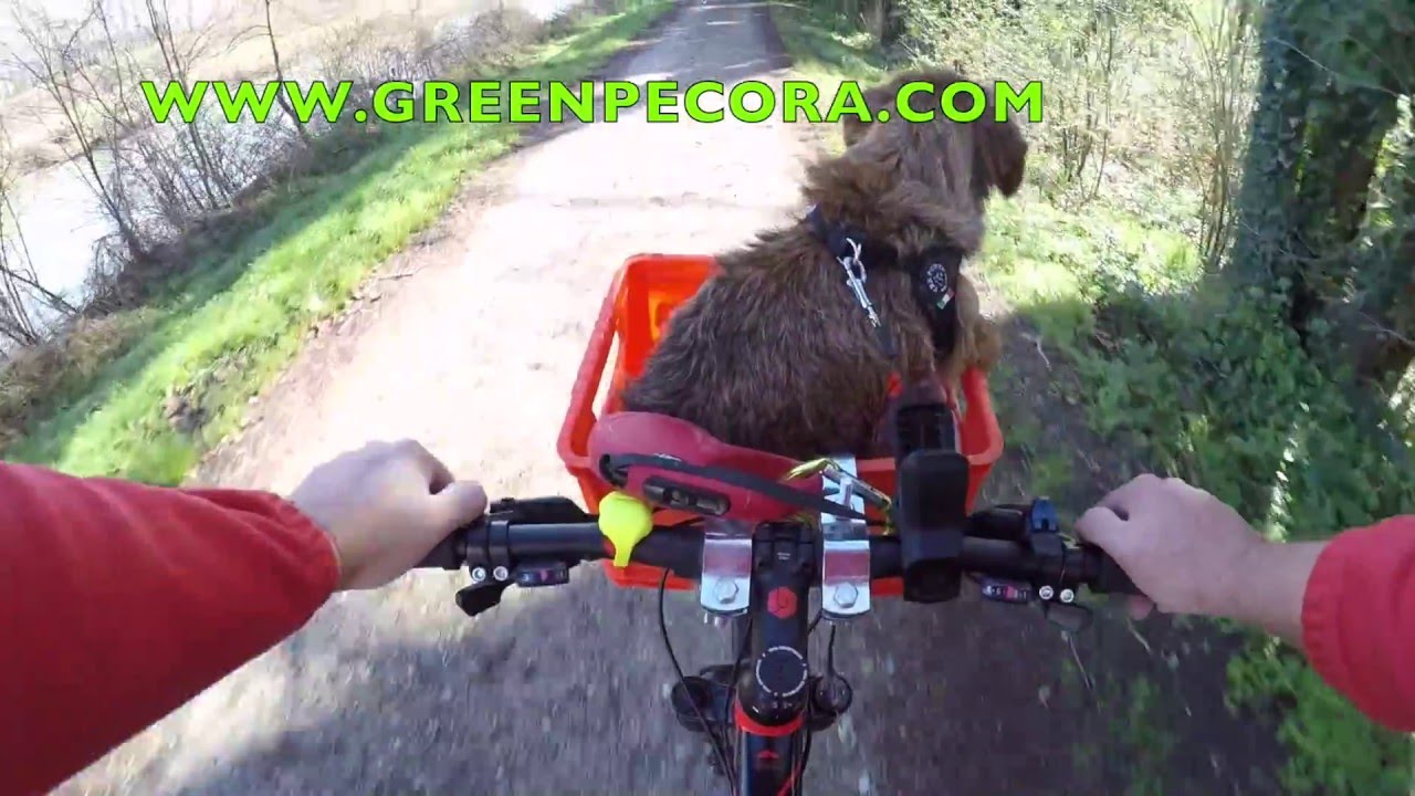 Bad Dachshund (ON THE MTB)