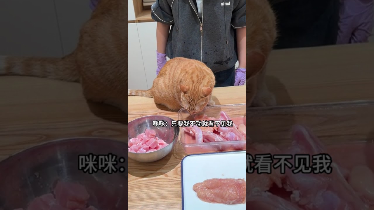 Home Chef's Guide: Making 3 Flavors of Cat Food for 9 Furry Friends