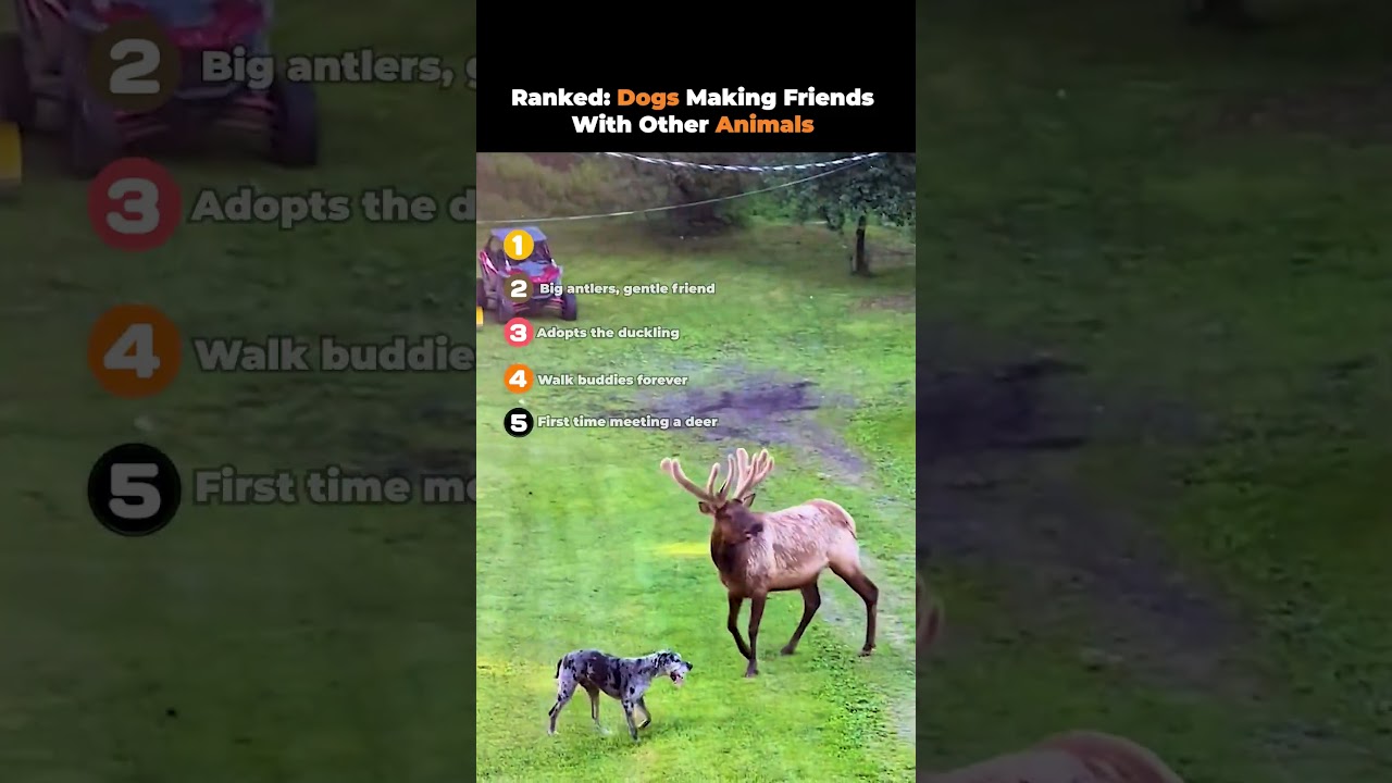 Ranked: Dogs Making Friends With Other Animals 😂🐾