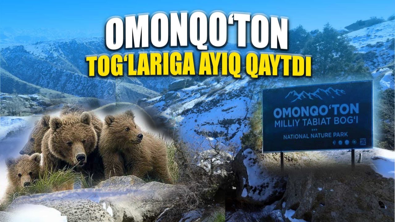 Омонқўтон тоғларига айиқ қайтди