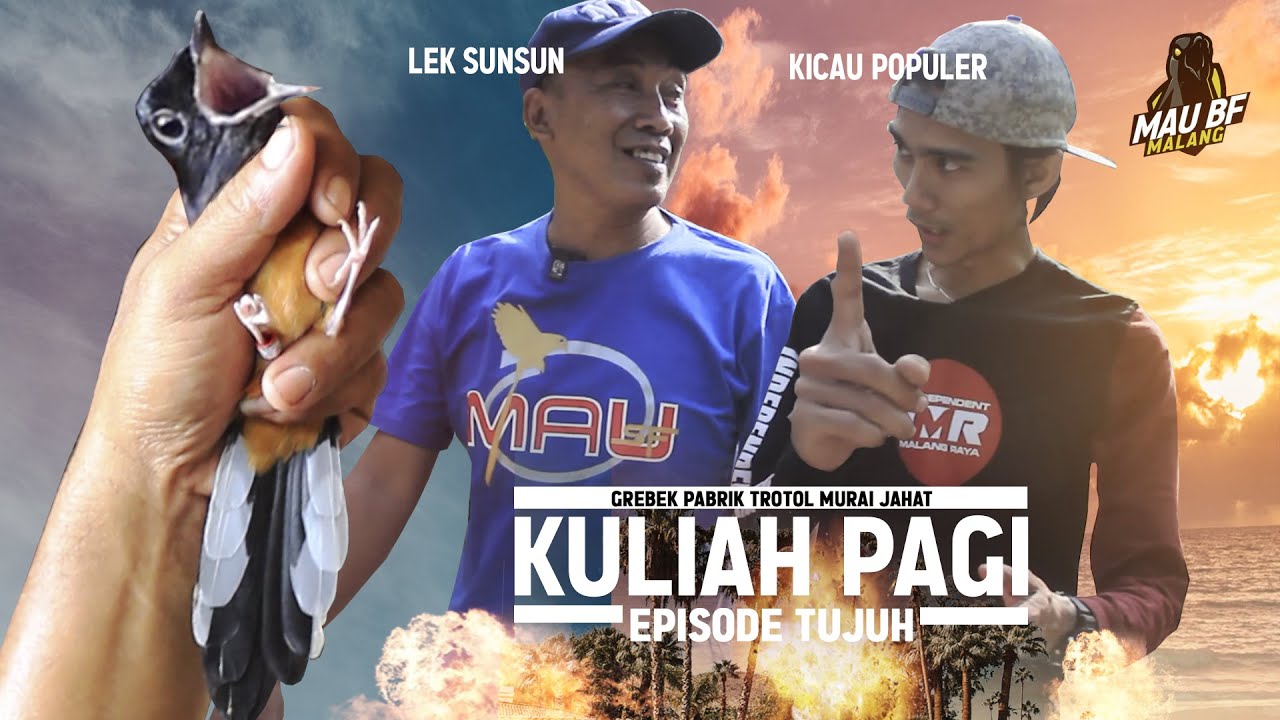 KULIAH PAGI #7😎Kelebihan Trotol Loloh Indukan Murai MUSTIKA MINANG di MAU BF MALANG