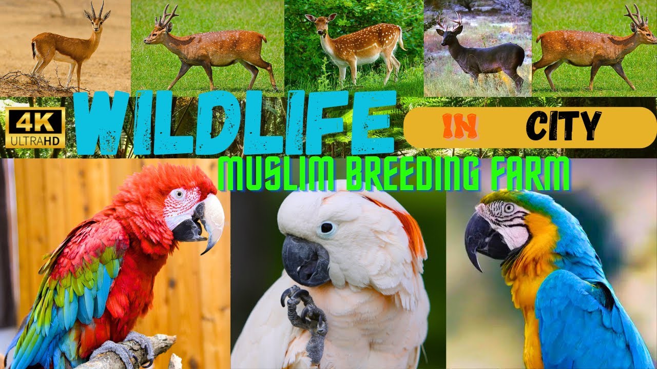 Exploring Muslim Wildlife Breeding Farm | Macaw Parrots Setup & Beautiful Deer Species