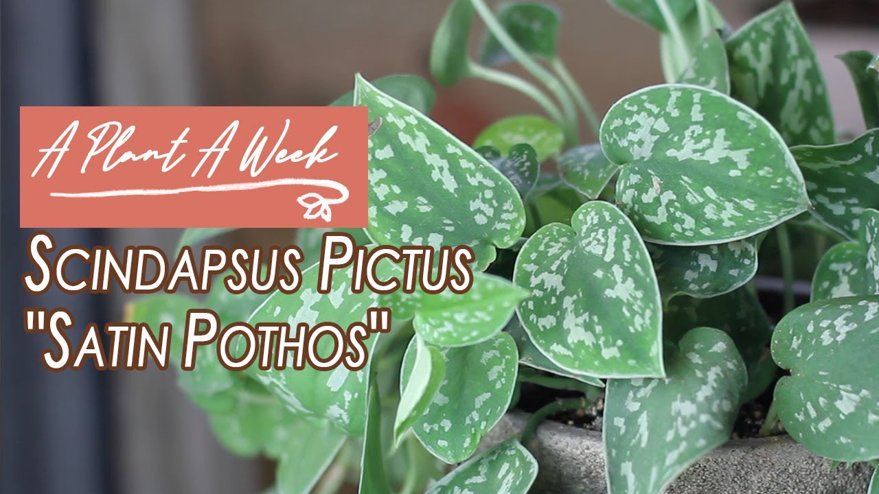 Сциндапсус pictus "Satin Pothos" Уход | Растение в неделю