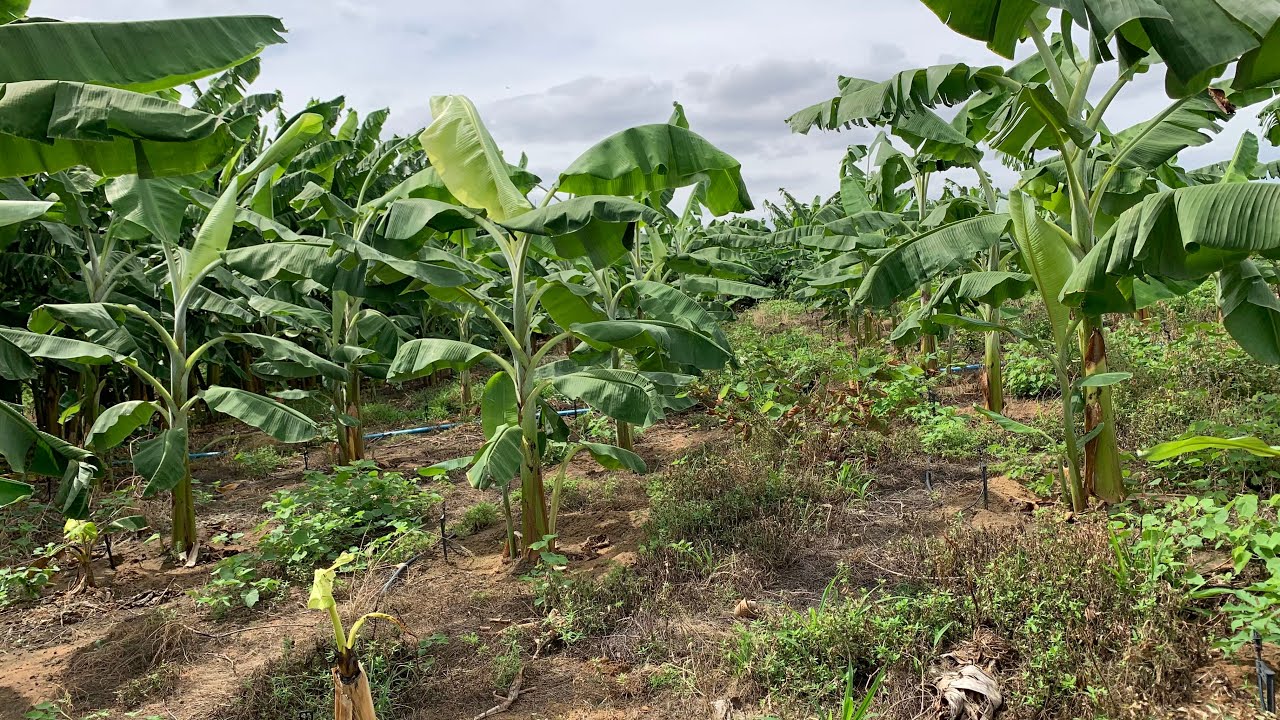 MINHA PLANTAÇÃO DE BANANA MAÇÃ VEM DESENVOLVENDO MUITO 