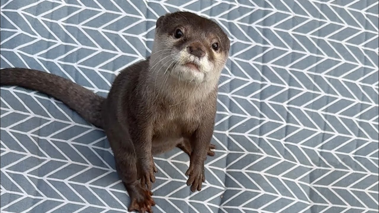 暖かいお外でジャーキーを子供からもらえるカワウソ！ Otter getting jerky from a kid outside in the warm weather!