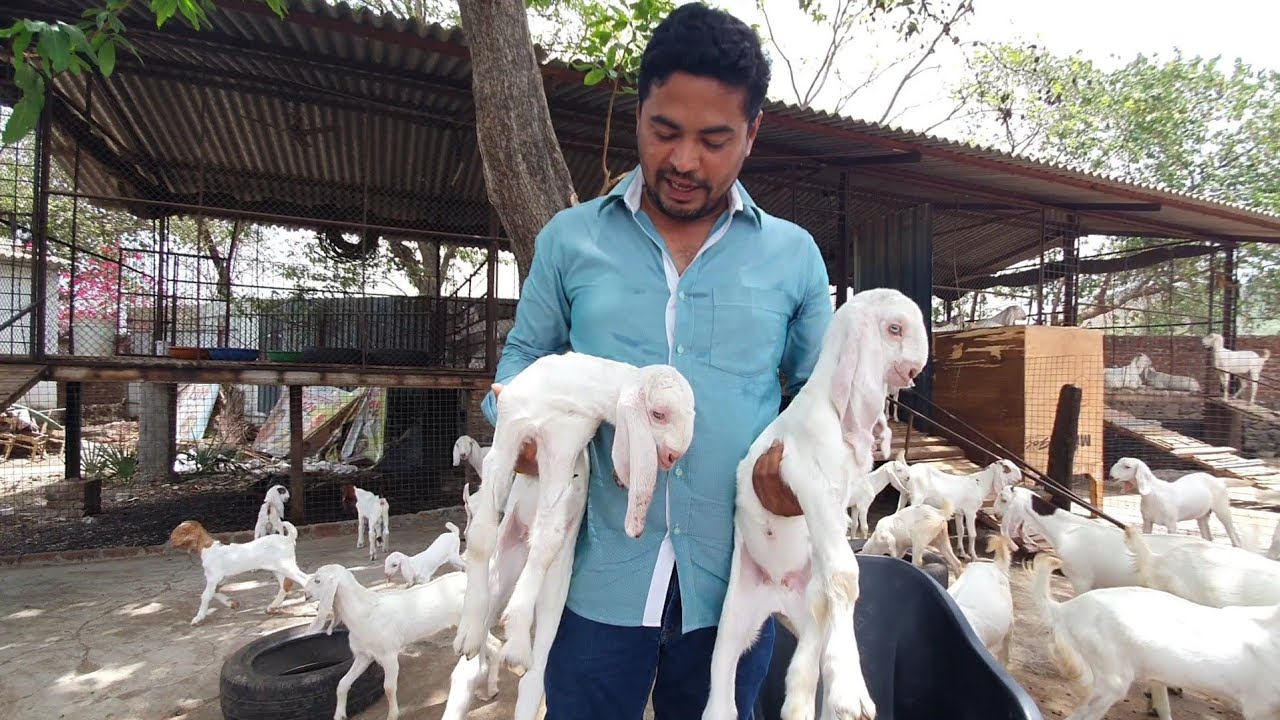 Top Breeding Setup Goat Kids At Nature Goat Farm Virar.