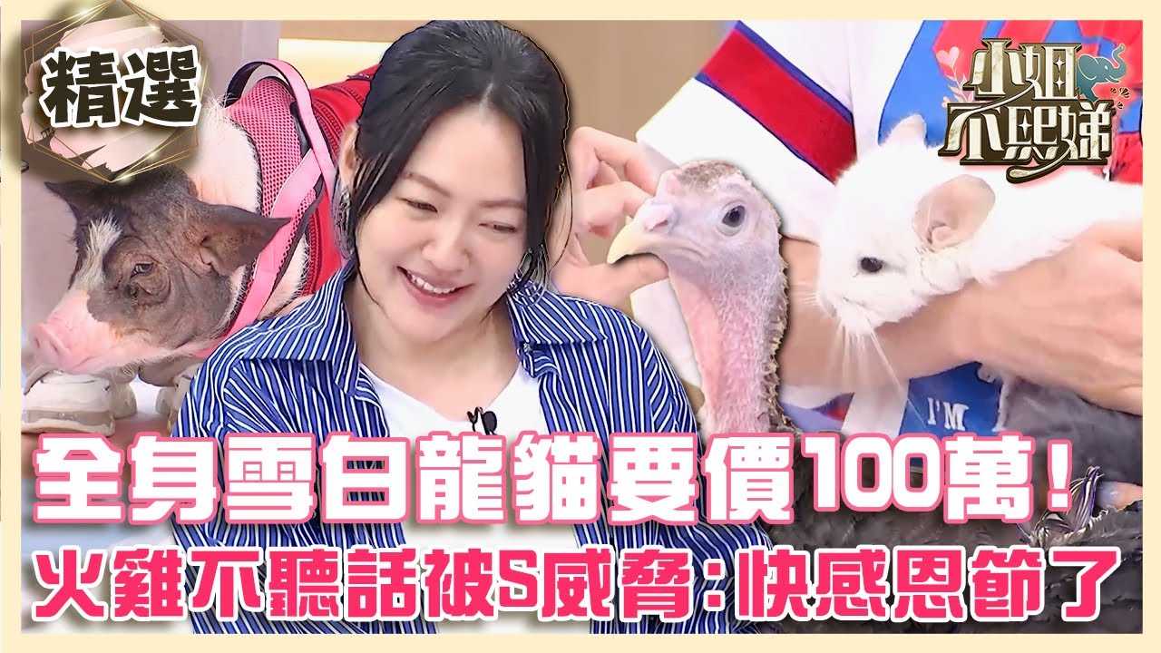 奇妙寵物集合！全身雪白龍貓要價100萬？火雞不聽話被小S威脅：感恩節快到了！【#小姐不熙娣】精選