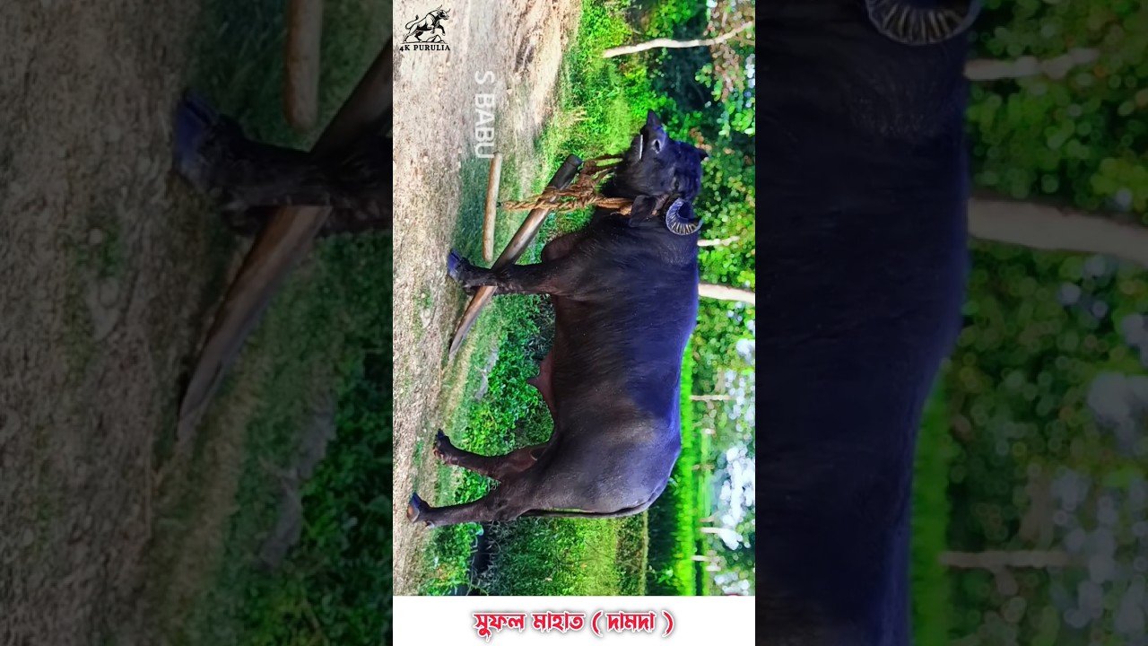 সুফল মাহাত ( দামদা ) | Purulia Kara Larai 2026 #karalarai #puruliakaralorai #shorts