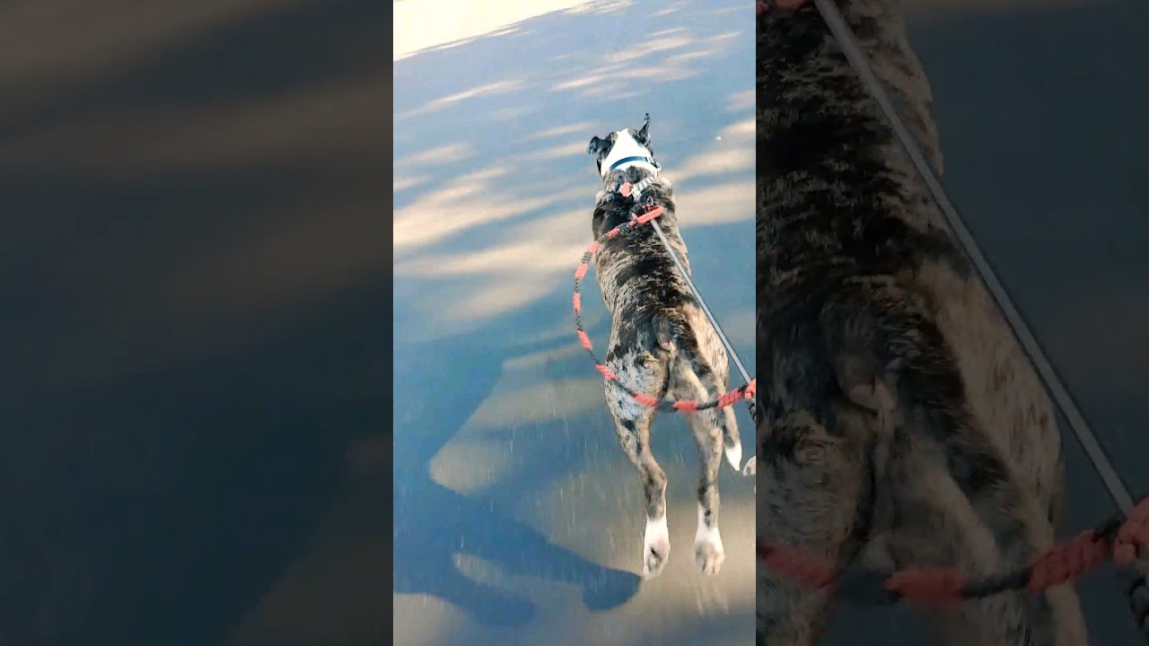 ALAPAHA BLUE BLOODED BULLDOG skateboard pull #ALAPAHA #ABBB #bubbakailehu