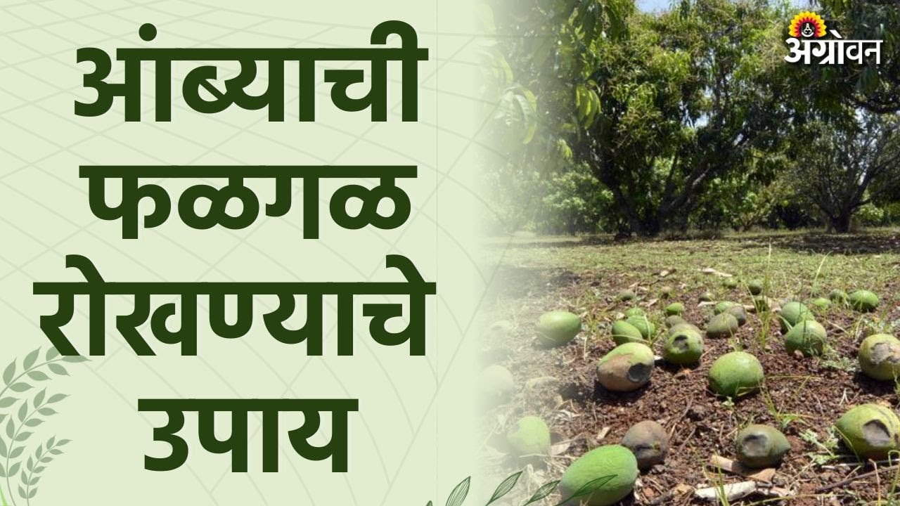 Mango Fruit Drop Control  : आंब्यातील फळगळ नियंत्रणाचे उपाय | Agrowon