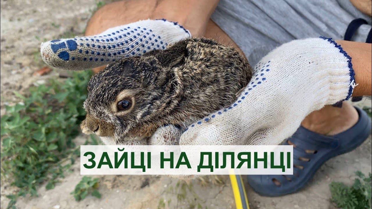 Зайці на ділянці. Що робити? 🤯