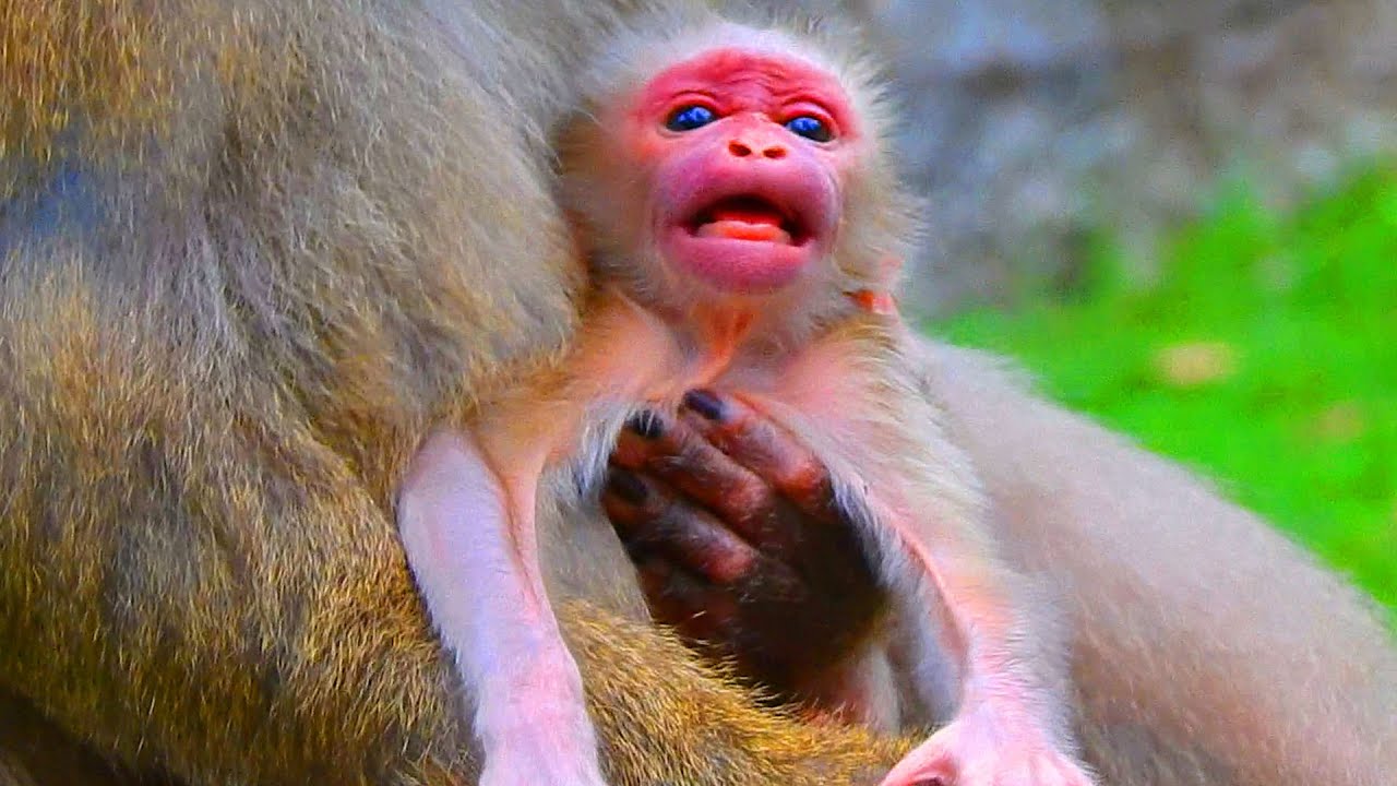 First time newborn unhappy with Luna coz he want breastfeeding, Newborn asks mom for his first milk