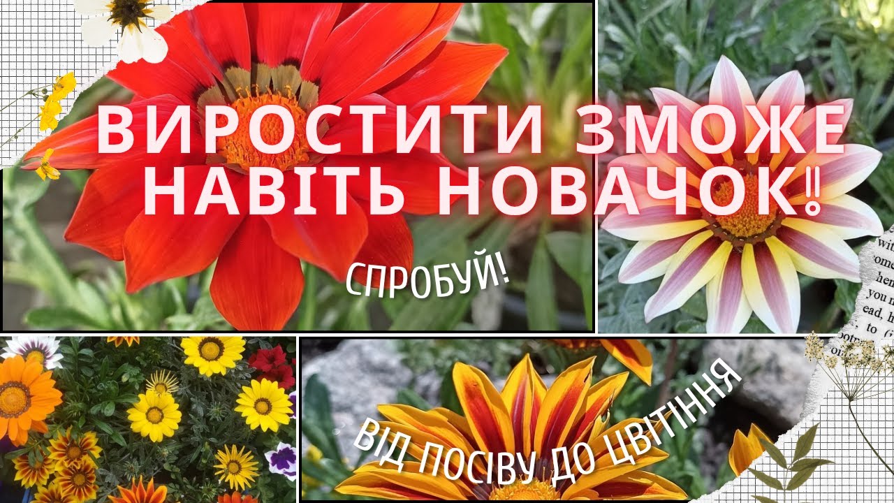 ГАЗАНІЯ від посіву до цвітіння. Квітка, яка дивує!