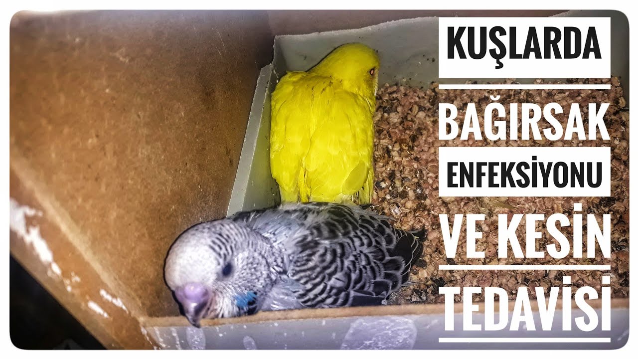 Kuşlarda Bağırsak Enfeksiyonu ve Kesin Tedavisi Yeni İlaç