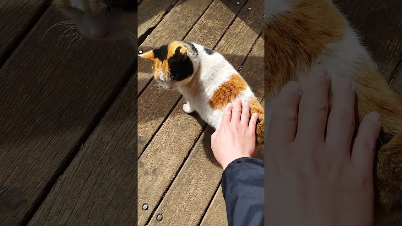 ちゅ～るを食べた後膝にお座りする　ひーちゃん