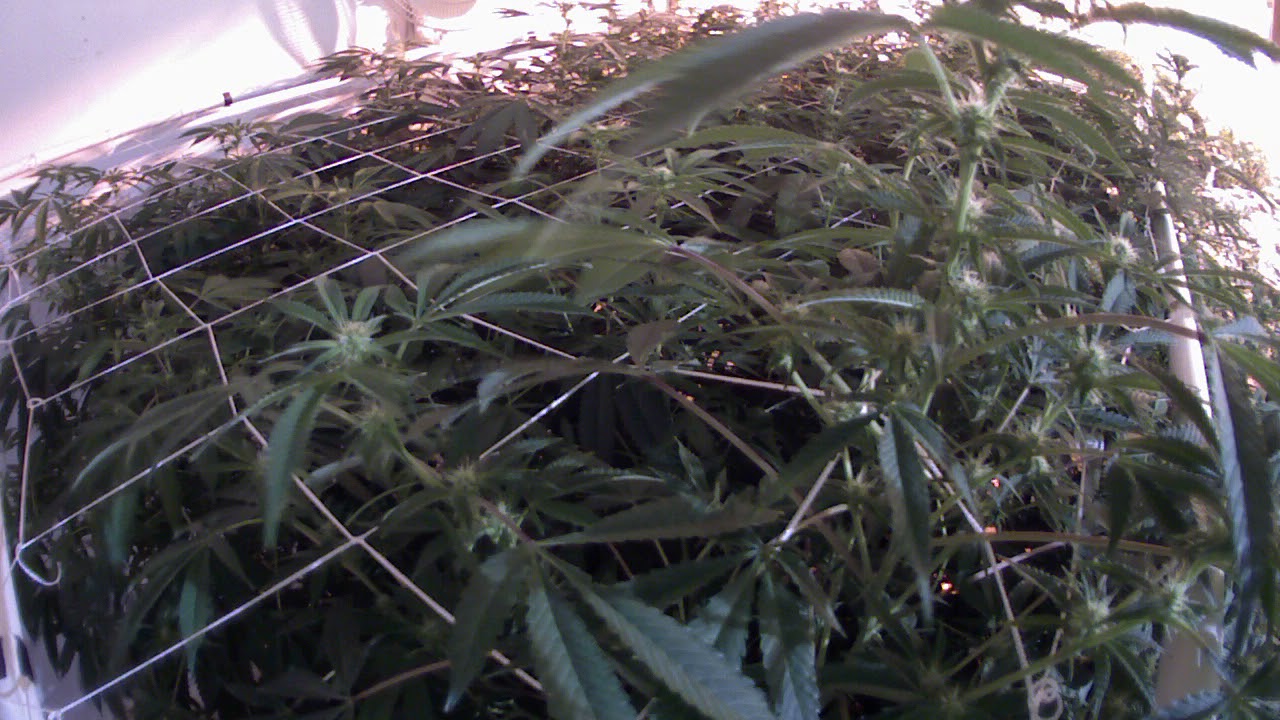 Silver Tip week 1-4