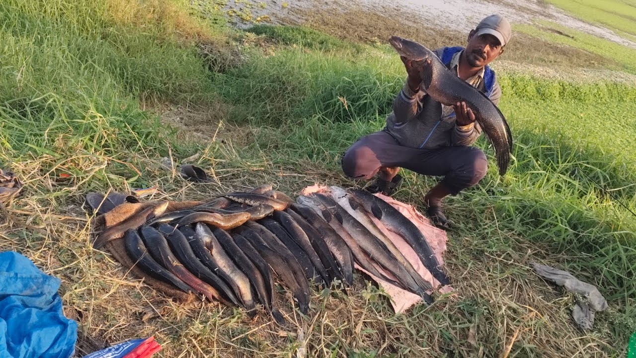 Big snakehead fishing 🎣
