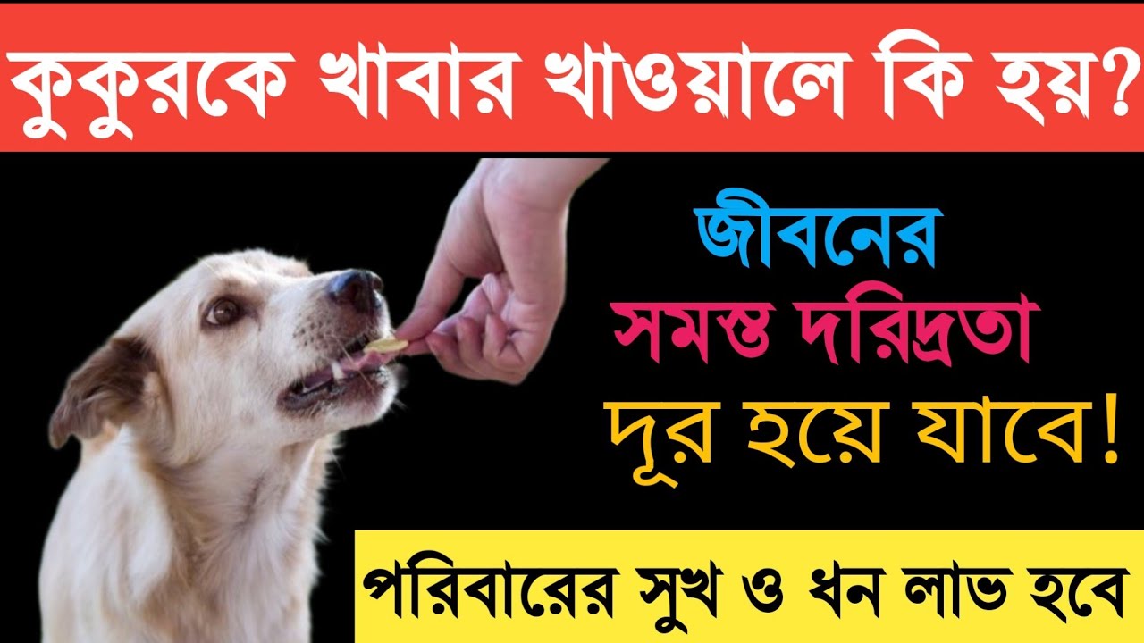 কুকুরকে খাবার খাওয়ালে এই ৮ টি উপকার হয় - শ্রীকৃষ্ণ মতে / Dog Feeding Benefits/ Money 
