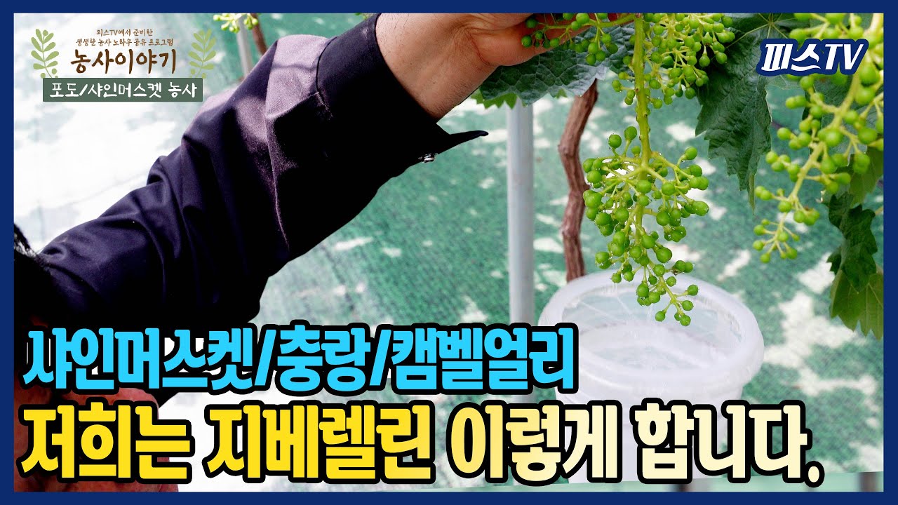 샤인머스켓,캠벨얼리,포도 지베렐린 처리방법 l 지베렐린 농도 l 성장조절제 농도 l 샤인머스켓 재배기술 l 피스TV