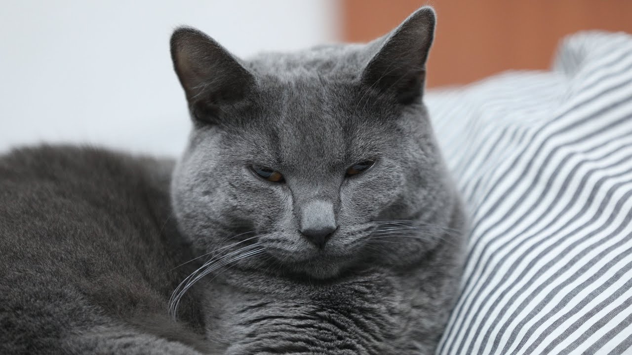 猫猫时光｜冷凍卡車