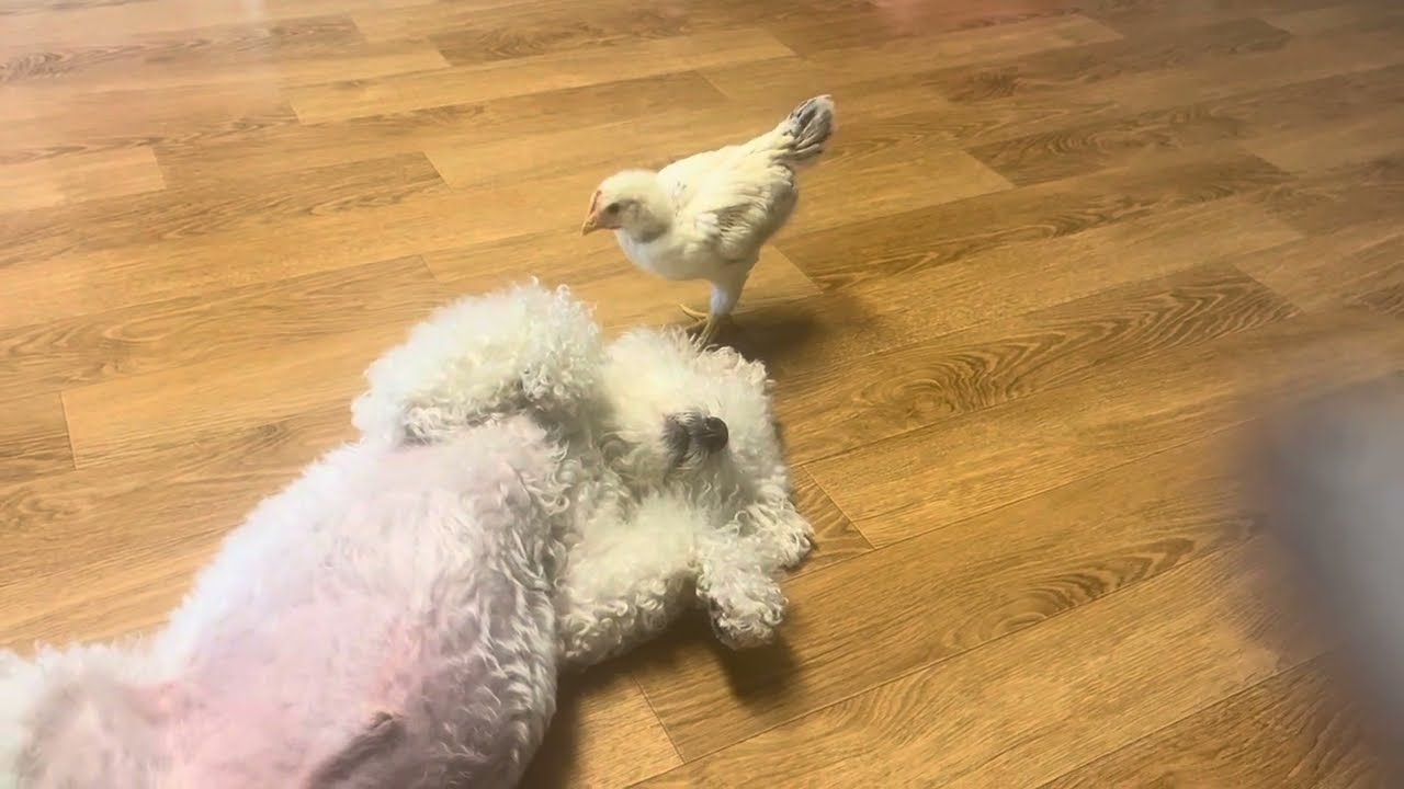 채니를 호시탐탐 노리는 아리…둘이 이러고 노는 거겠죠?