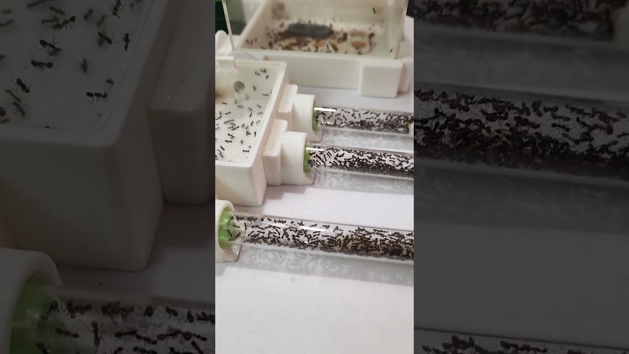Avance Dorymyrmex Pruebas Nexus  