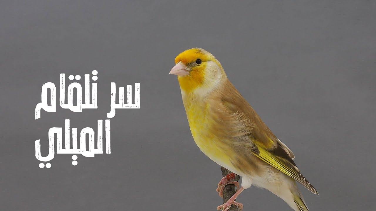 سر وطاريقة تلقام الميلي