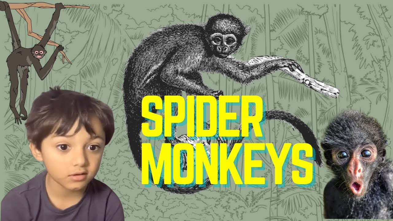 Leo's Animal Planet Ep1: Spider Monkey Facts