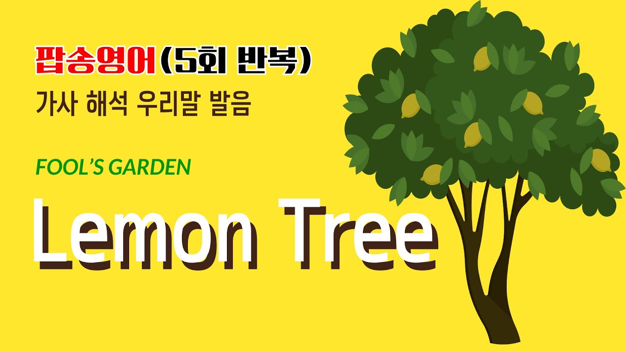 Lemon Tree 팝송 5회 반복 마스터하기 with 가사 해석 우리말 발음