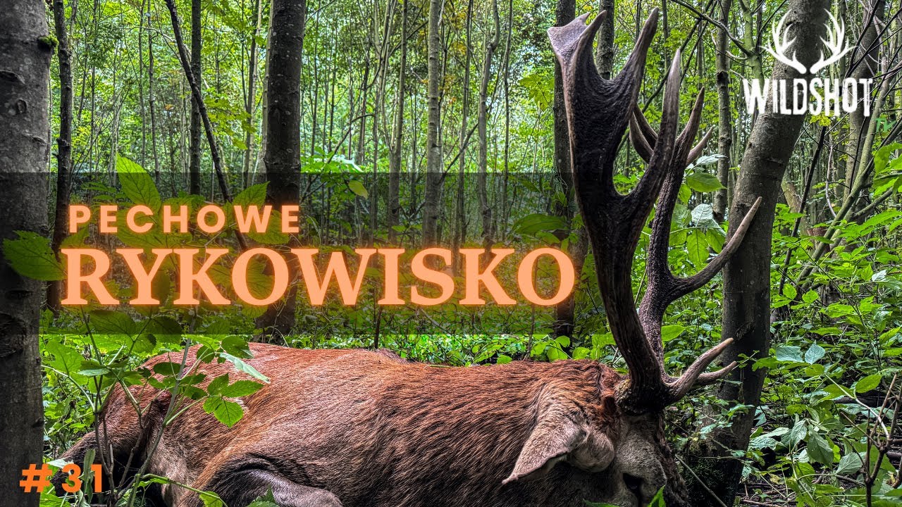 #31 Jak NIE strzelać jeleni byków / Red Stag Hunting in Poland