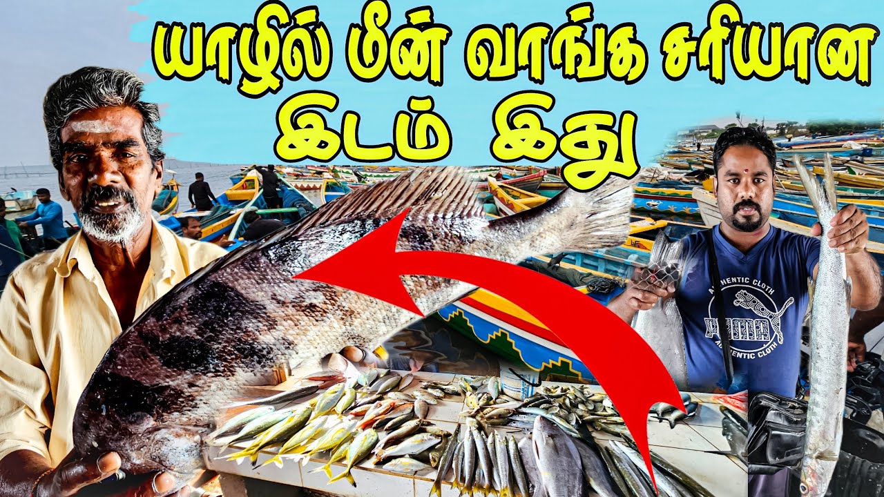 யாழ்ப்பாணம் சாவல்கட்டு துறைமுகம் | Jaffna fish market #Jaffna