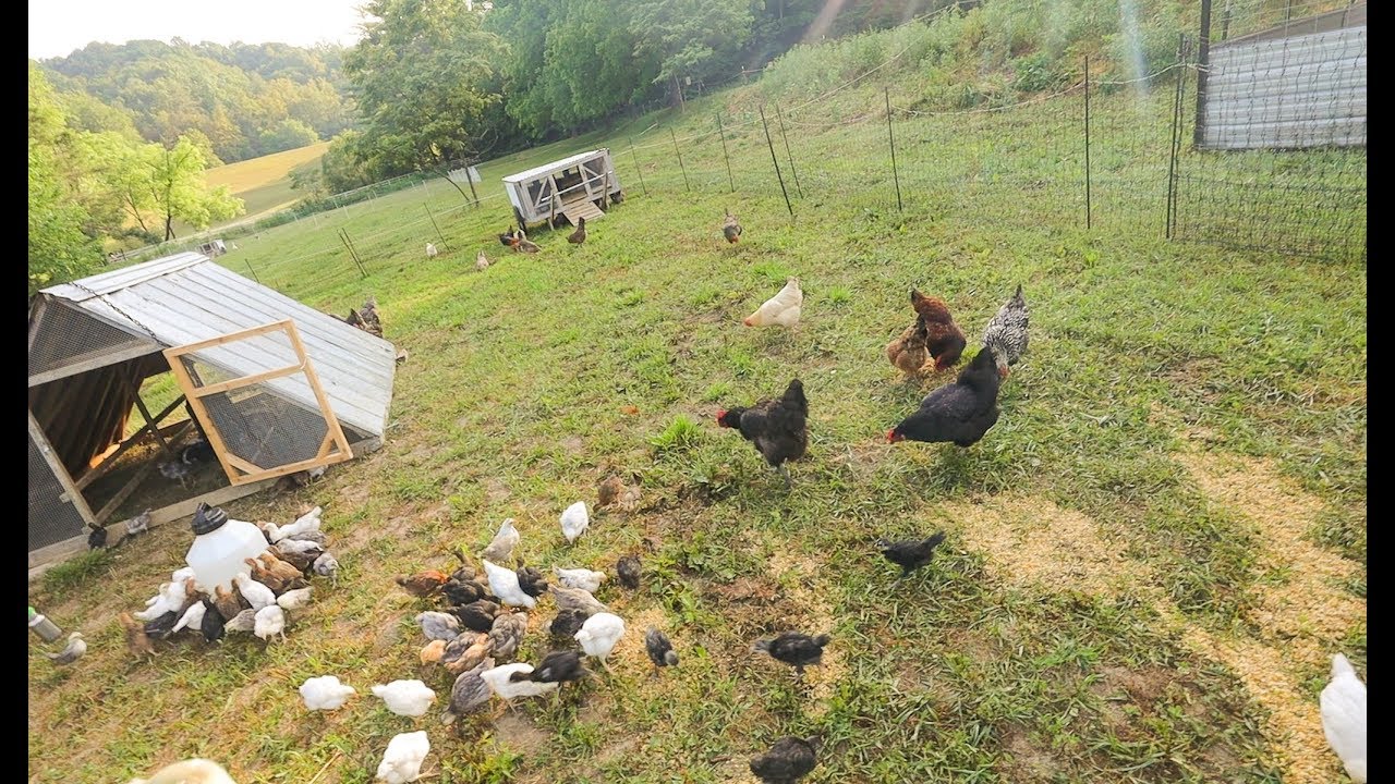 Blending 100+ Chicks with 30 Old Hens