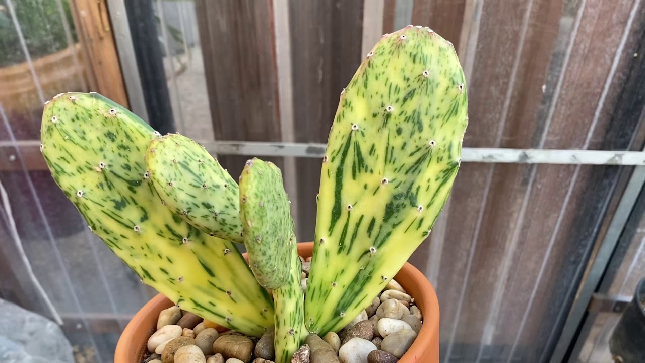 Rare Cactus Opuntia Cochenillifera Variegata