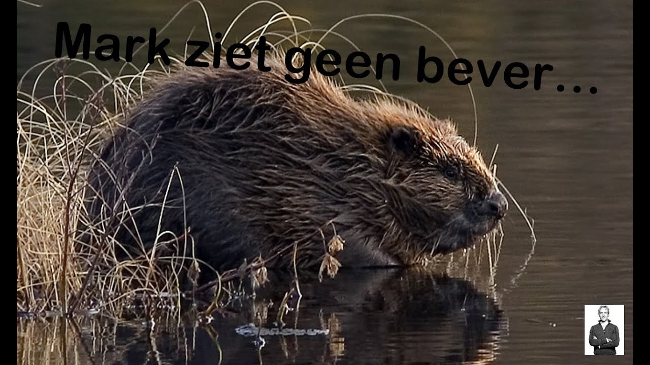 Mark ziet geen bever!