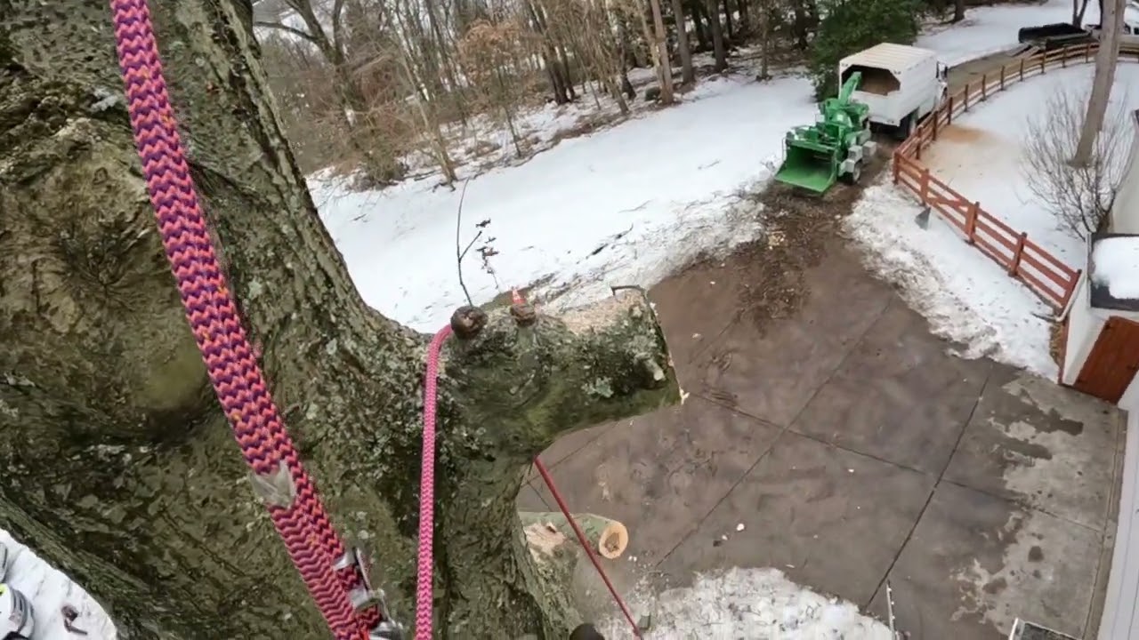 Arborist Advanced Rigging: tips and tricks