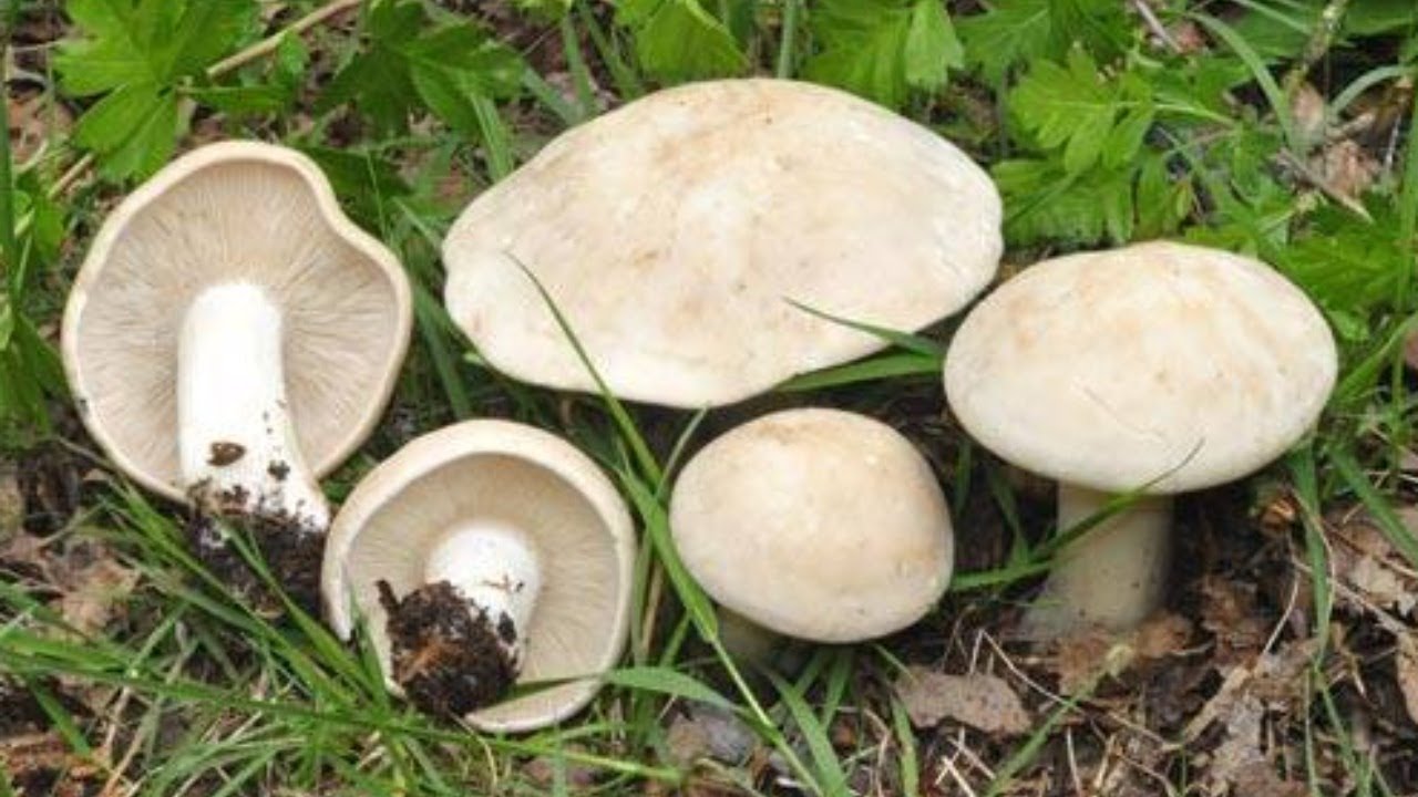 Calocybe gambosa: El PerretxiCo, la seta más perseguida. Clase 6 Curso Iniciación Micología.