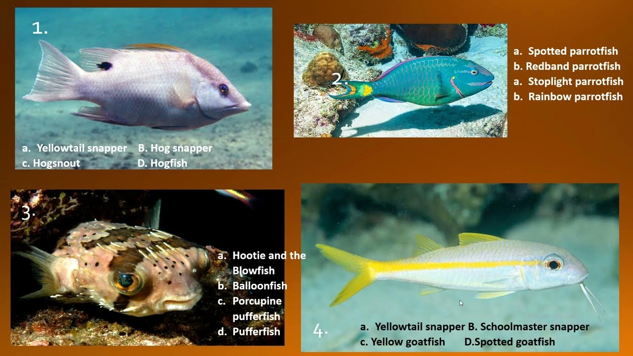 Reef Fish Identification Part Two of Two