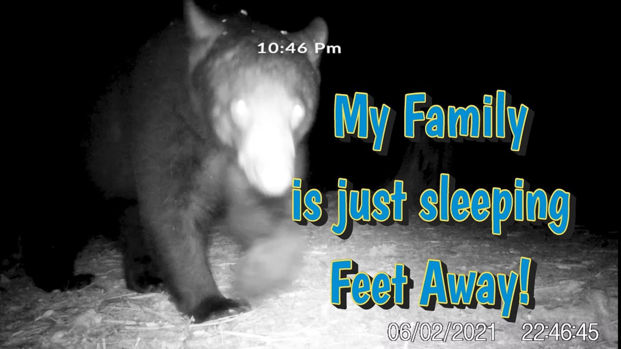 Bear Visits Our Camp at Mt. Pisgah Federal Campground: A Wild Adventure in the Great Outdoors