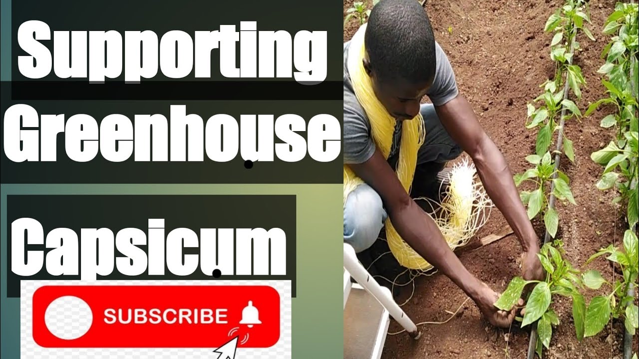 How to Tie /Twinned and support Young greenhouse Capsicum/pepper 