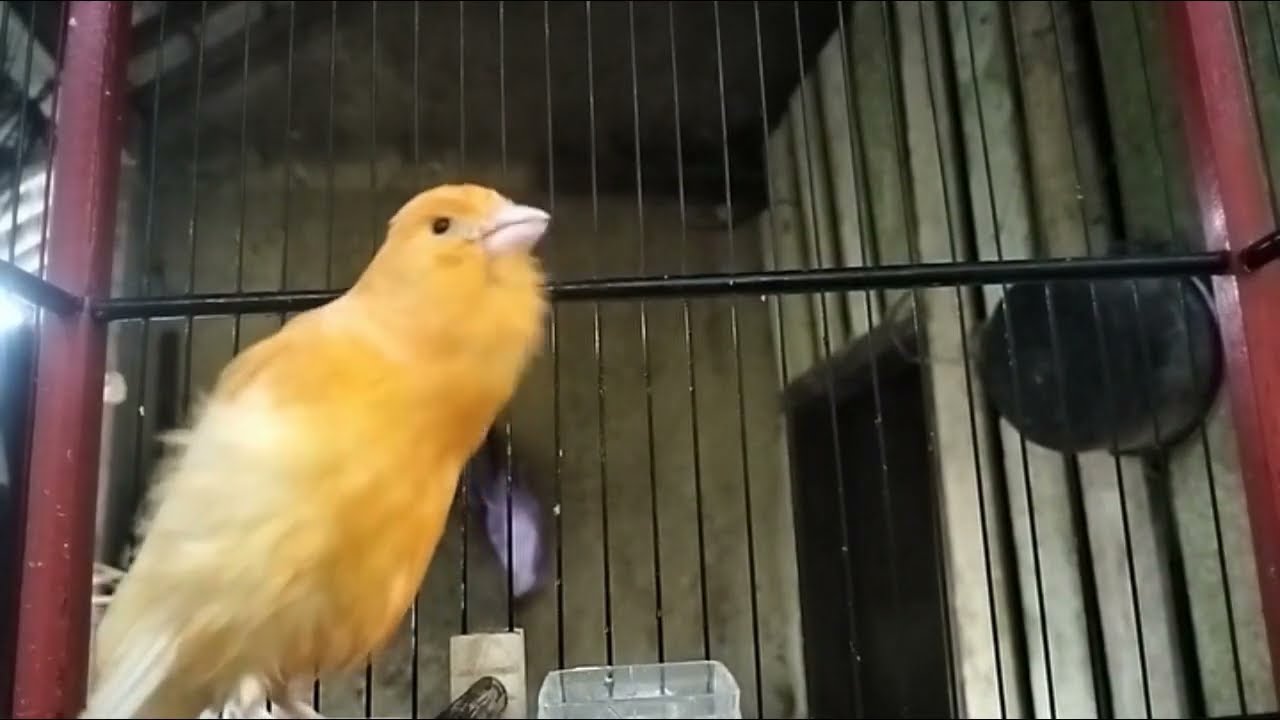 Impossible If Your Canary Does Not Immediately Sing! Belgian Canary Training