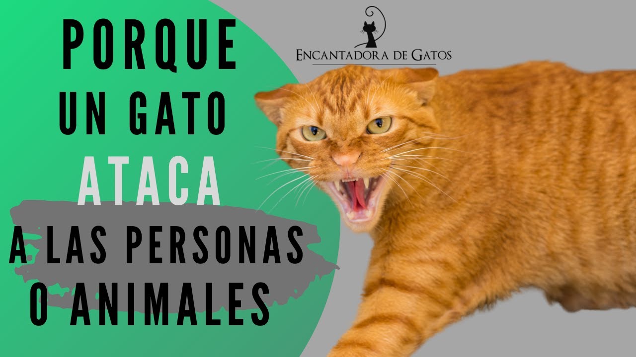 POR QUÉ UN GATO ATACA A LAS PERSONAS O ANIMALES | Encantadora de Gatos
