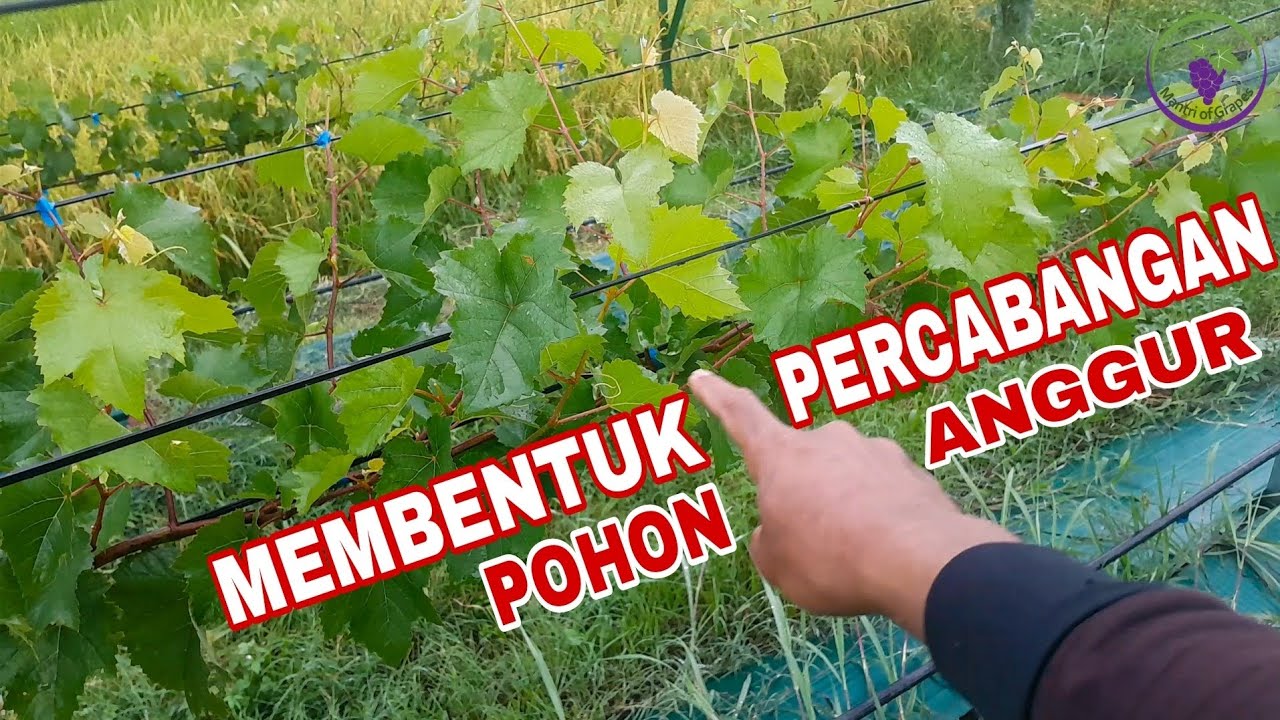 EPS 69 - PENTING ‼️ MEMBENTUK PERCABANGAN ANGGUR