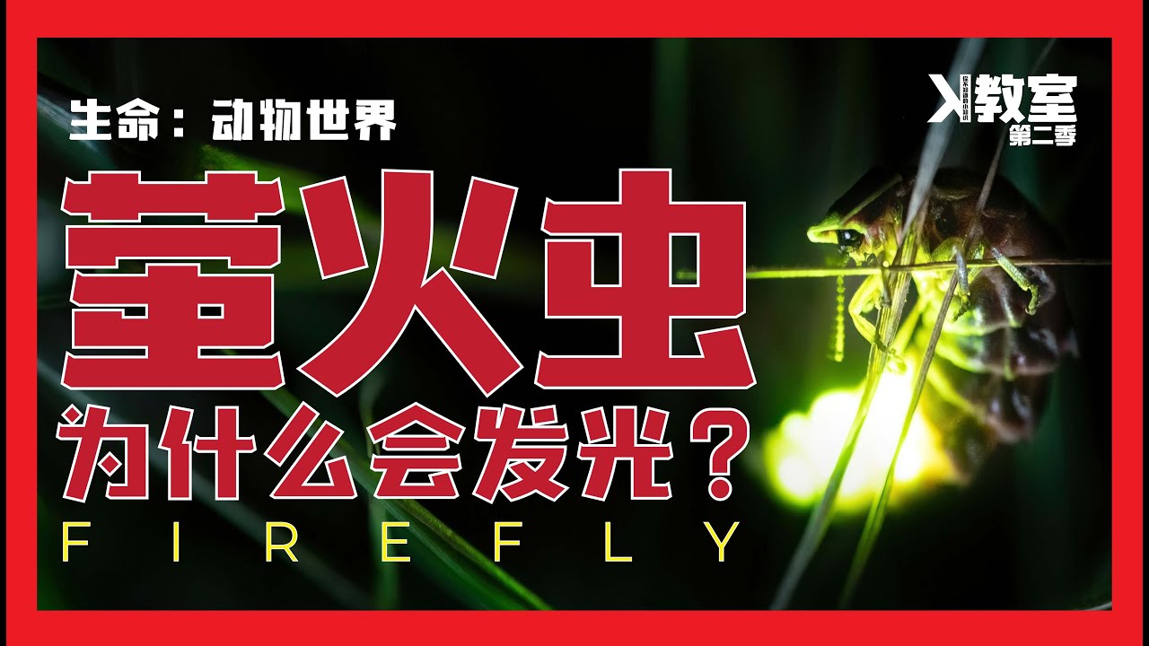 生命 ：动物世界  ] [ 萤火虫为什么会发光？ ] [ S2 . EP28 ]