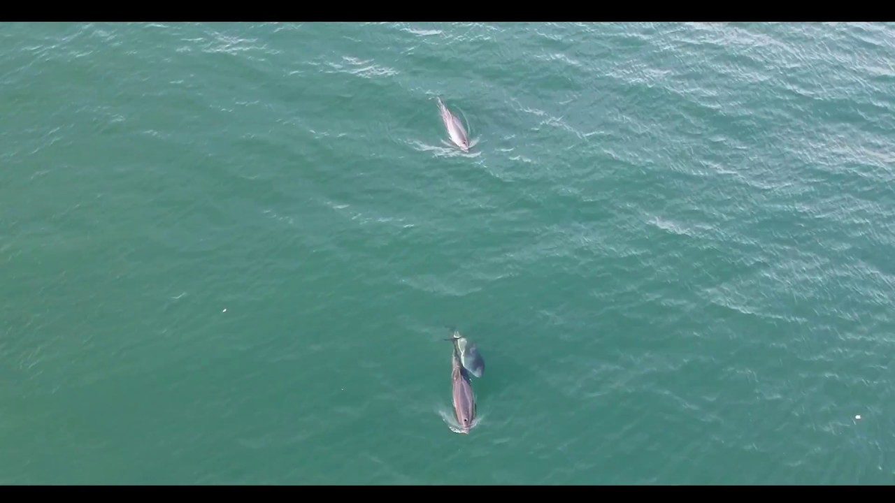 Harbour Porpoise drone footage - Marsvin i Lilleb&aelig;lt